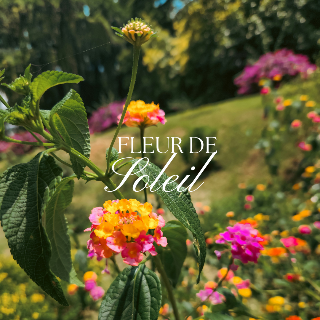 Fleur de Soleil
