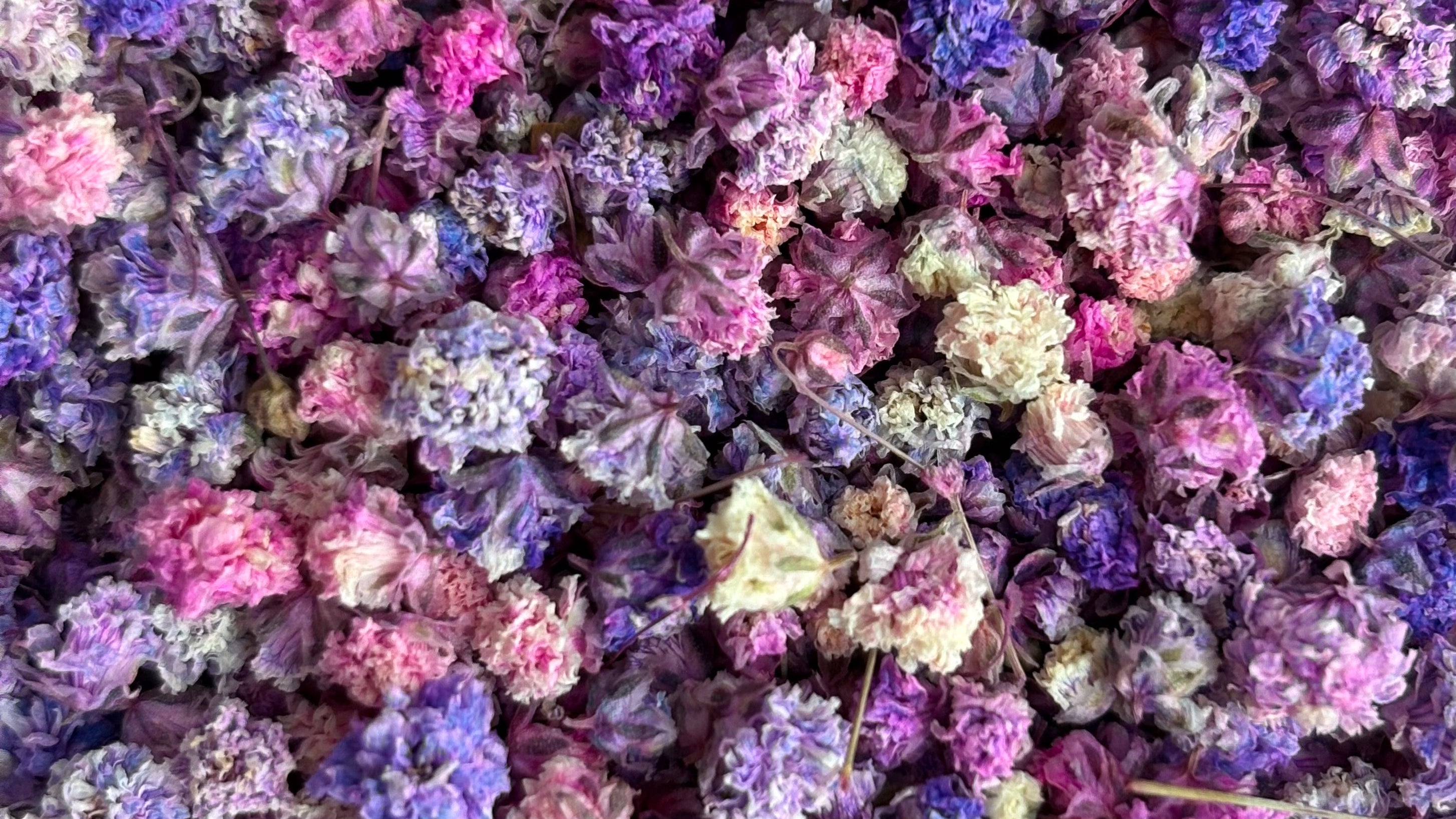 A dense cluster of dried small flowers in mixed pastel and vivid colors, including pink, purple, lavender, peach, and cream, filling the entire frame.