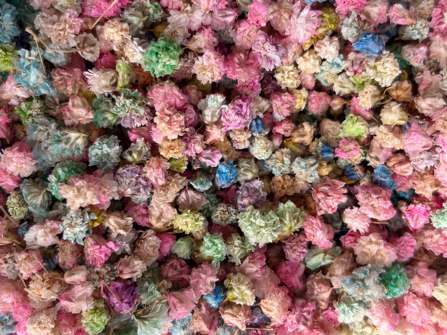 gypsophilia flowers in muted colors from lisbon