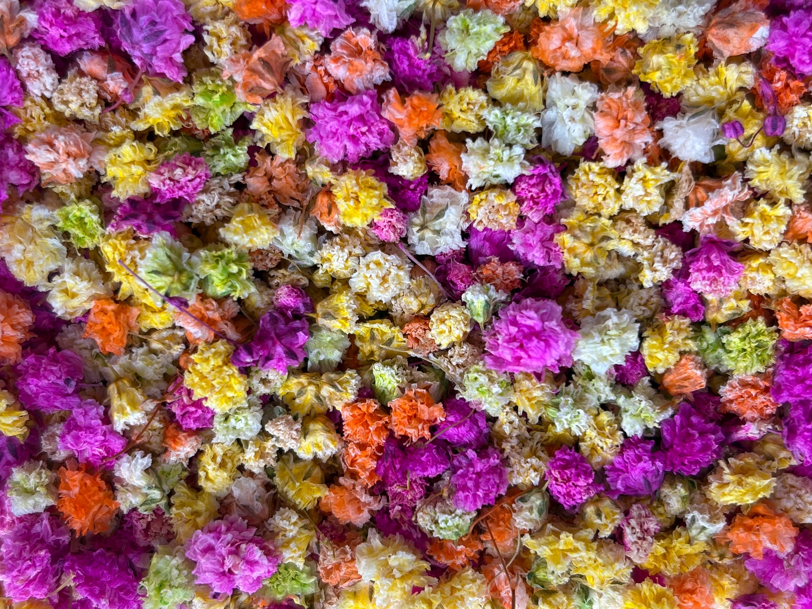 A dense, close-up arrangement of small, ruffled dried flowers in a variety of bright colors including magenta, yellow, orange, pink, and white.