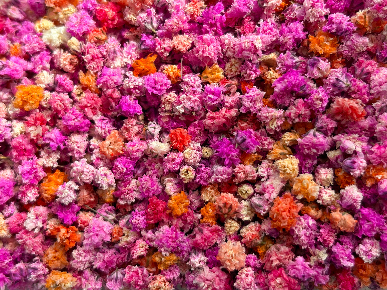 Close-up of a vibrant mix of pink, orange, and white flowers.
